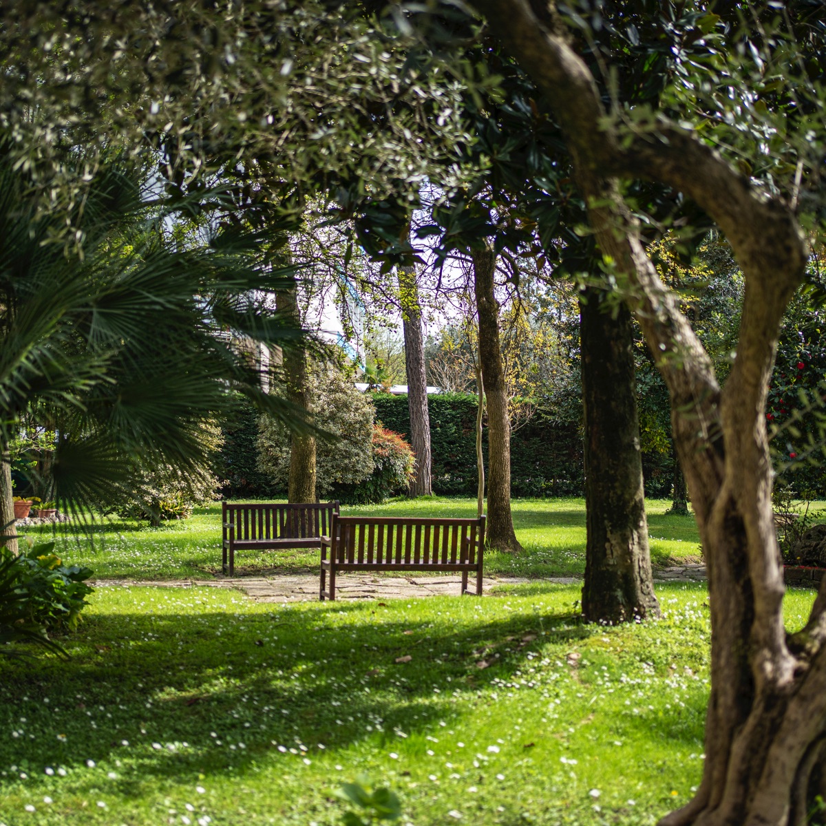 Panchine di legno in un giardino verde e ombroso, tra alberi e prato fiorito: angolo tranquillo per relax all'aperto.