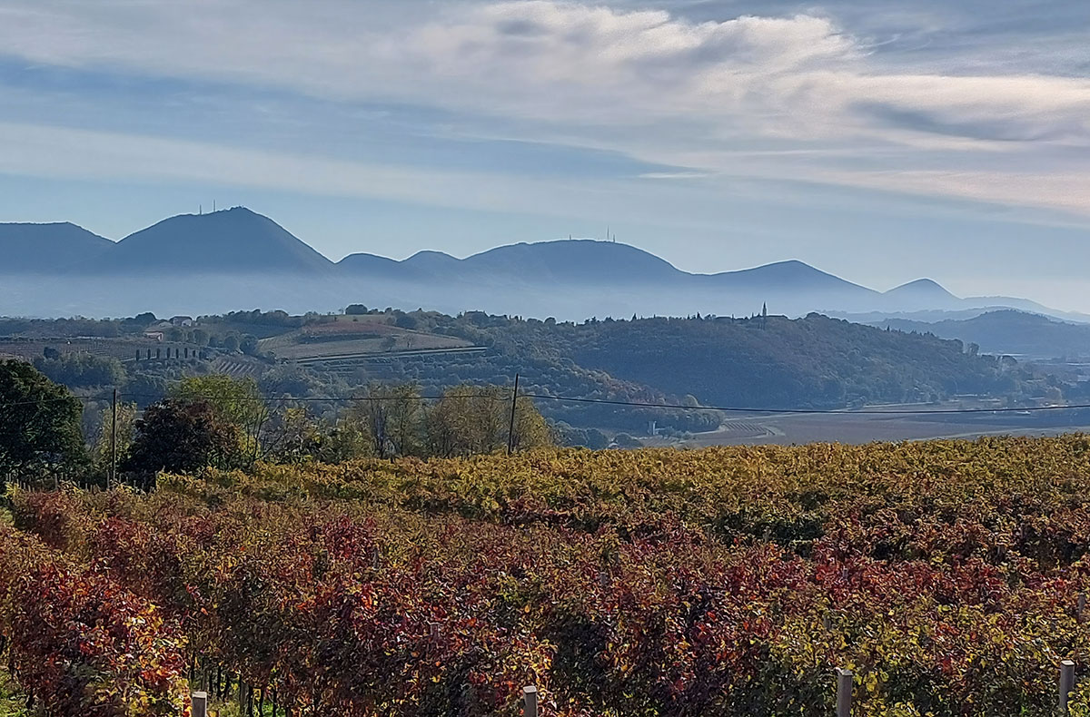 Vigneti d’autunno con panorama sui Colli Euganei, profili collinari e cielo velato nel Veneto, Italia